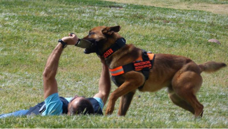 Unidad Canina de Búsqueda y Rescate en Benicàssim