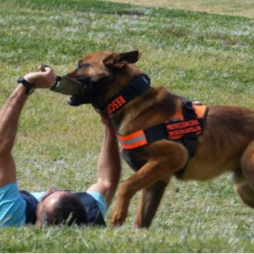 La Unidad Canina de Búsqueda y Rescate de Castellón elige Benicàssim para sus entrenamientos