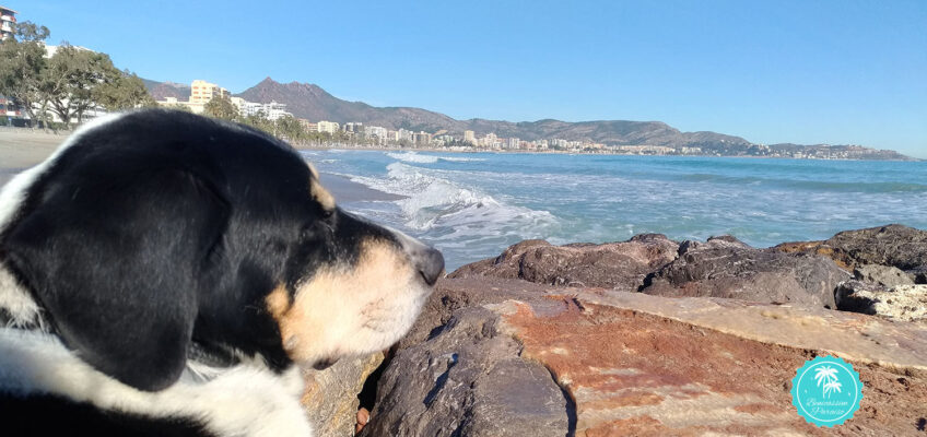 Autorización perros en playas de Benicàssim