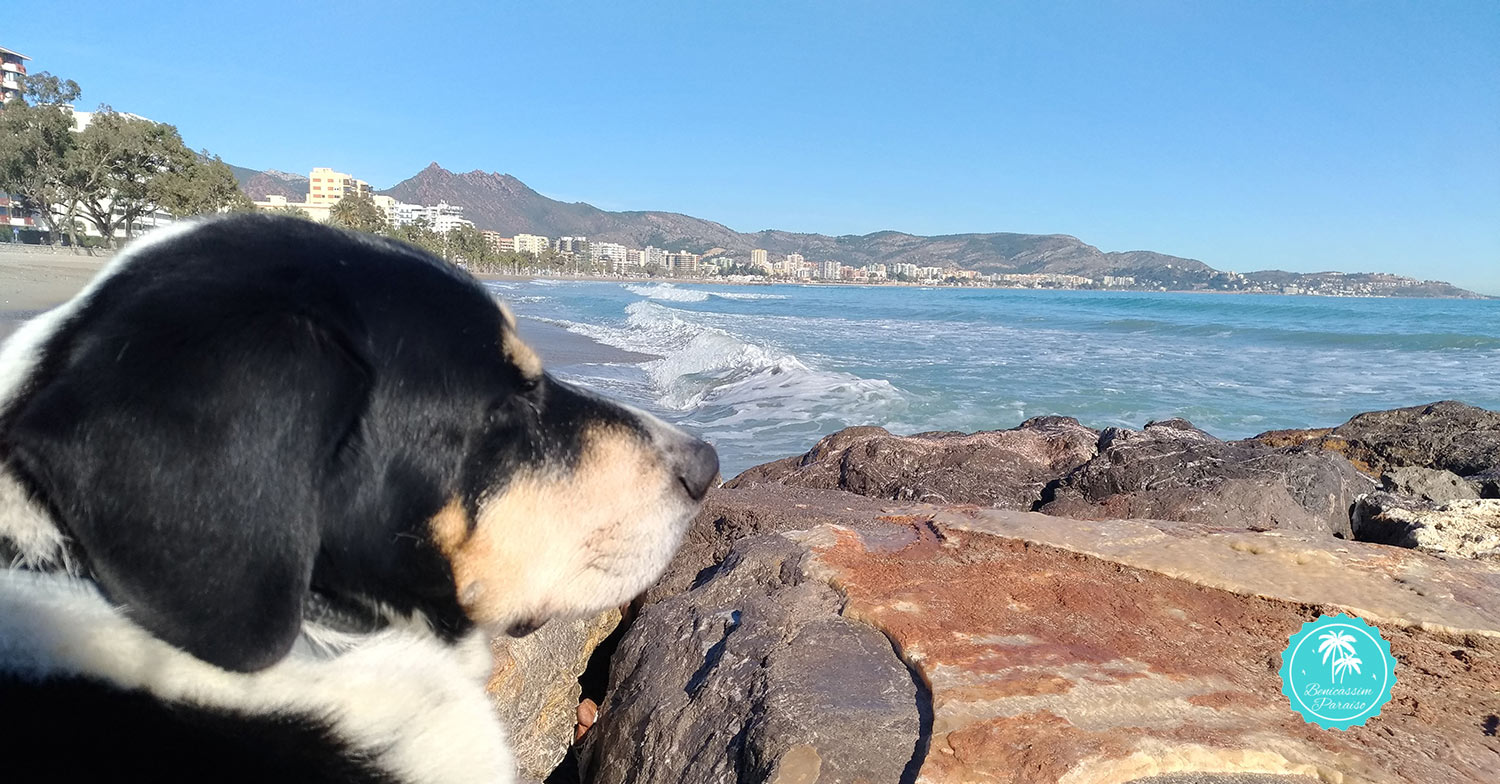 Escalera Monje traje Los perros podrán acceder a las playas de Benicàssim del 1 de noviembre al  1 de marzo – Benicàssim Paraíso