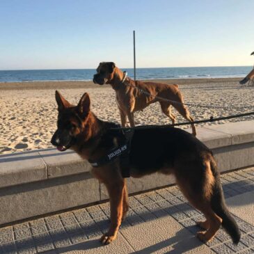 Se inicia la temporada de acceso de perros a las playas de Benicàssim